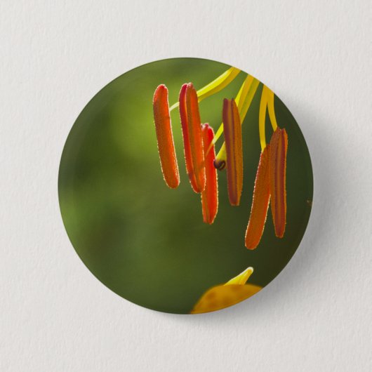 Humboldt Lily Stamens Ronde Button 5,7 Cm (Voorkant)