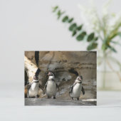 Humboldt Penguin Briefkaart (Staand voorkant)