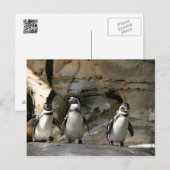 Humboldt Penguin Briefkaart (Voorkant / Achterkant)