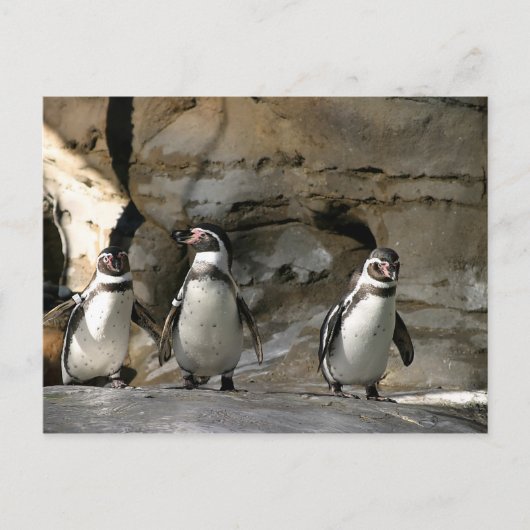 Humboldt Penguin Briefkaart (Voorkant)