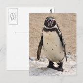 Humboldt Penguin Briefkaart (Voorkant / Achterkant)