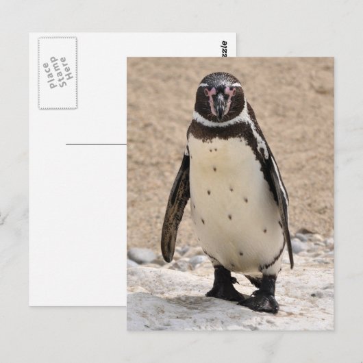 Humboldt Penguin Briefkaart (Voorkant / Achterkant)