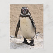 Humboldt Penguin Briefkaart (Voorkant)