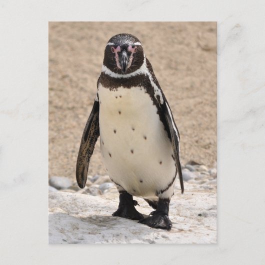 Humboldt Penguin Briefkaart (Voorkant)