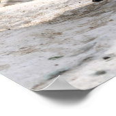 Humboldt Penguin Poster (Hoek)