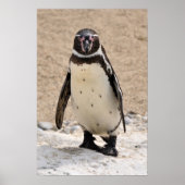 Humboldt Penguin Poster (Voorkant)