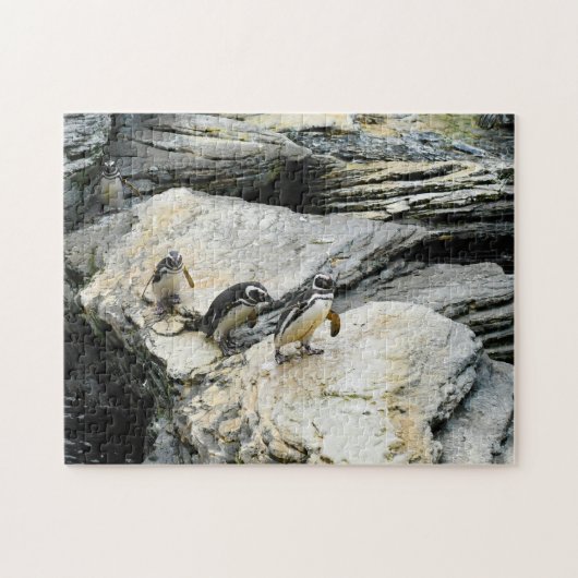 Humboldt Penguins. Legpuzzel (Horizontaal)