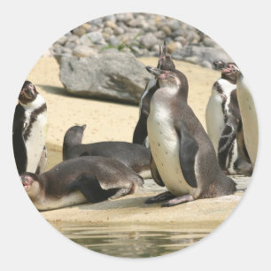 Humboldt Penguins Ronde Sticker