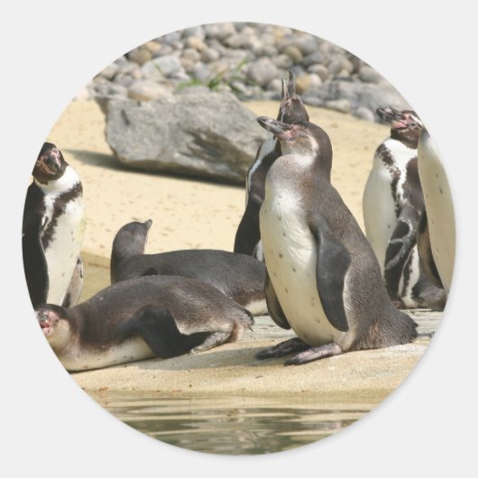 Humboldt Penguins Ronde Sticker (Voorkant)