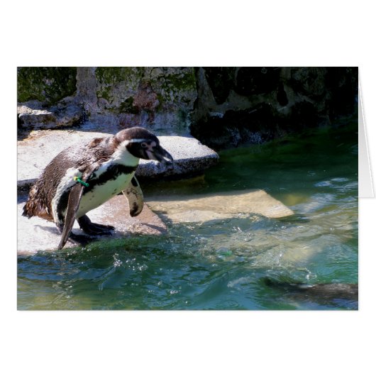 Humboldt pinguïn (Voorkant Horizontaal)