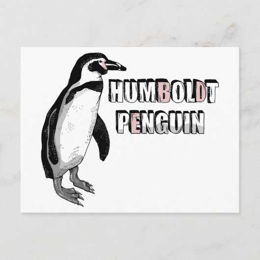 Humboldt pinguïn briefkaart (Voorkant)