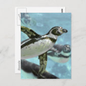 Humboldt pinguïn onder water briefkaart (Voorkant / Achterkant)