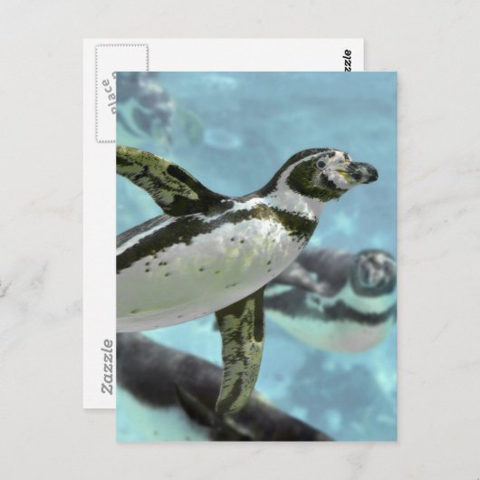 Humboldt pinguïn onder water briefkaart (Voorkant / Achterkant)