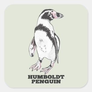 Humboldt pinguïn vierkante sticker