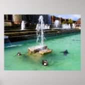 Humboldt pinguïns en fonteinen poster (Voorkant)