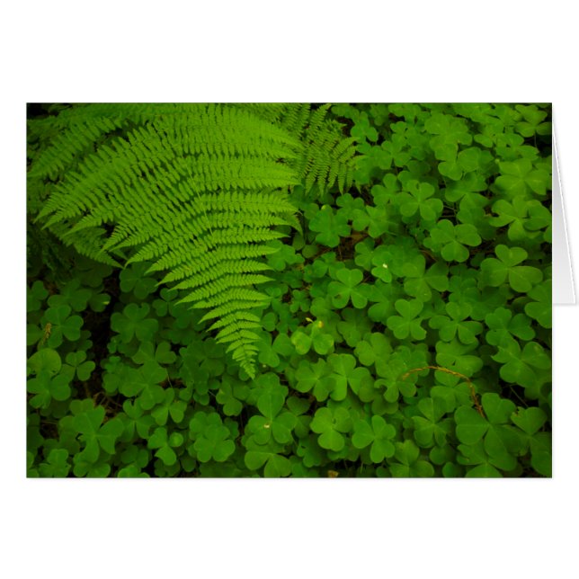 Humboldt Redwoods State Park (Voorkant Horizontaal)