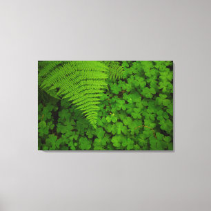 Humboldt Redwoods State Park Canvas Afdruk