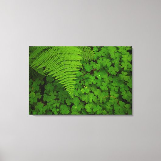 Humboldt Redwoods State Park Canvas Afdruk (Voorkant)