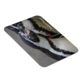 Humbolt Penguin in Drusillas Zoo in East Sussex Magneet (Rechterzijde)