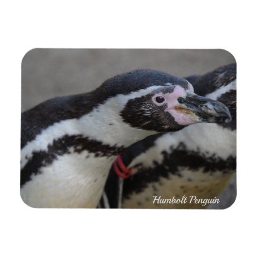 Humbolt Penguin in Drusillas Zoo in East Sussex Magneet (Horizontaal)