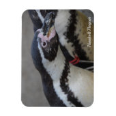 Humbolt Penguin in Drusillas Zoo in East Sussex Magneet (Verticaal)