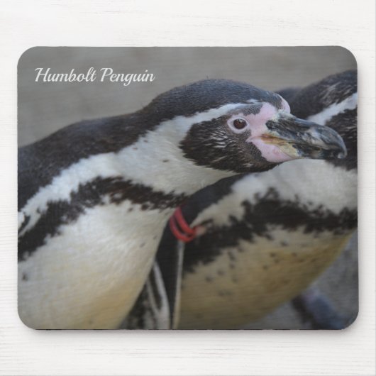 Humbolt Penguin in Drusillas Zoo in East Sussex Muismat (Voorkant)