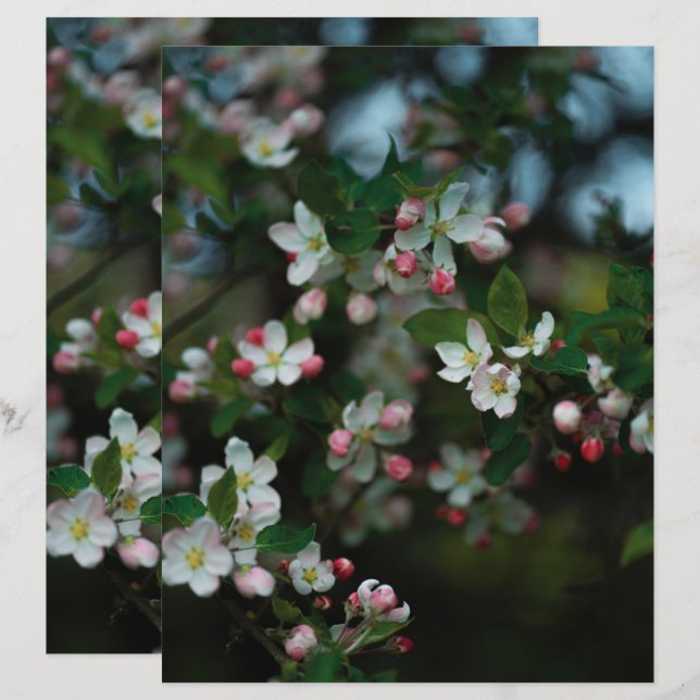 Humeurige appelboom bloeit Scrapbook Papier (Voorkant / Achterkant)