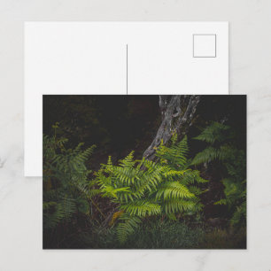 Humeurige natuur met bosvarens briefkaart
