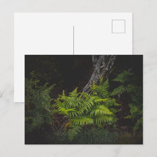 Humeurige natuur met bosvarens briefkaart (Voorkant / Achterkant)