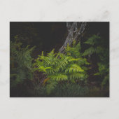 Humeurige natuur met bosvarens briefkaart (Voorkant)