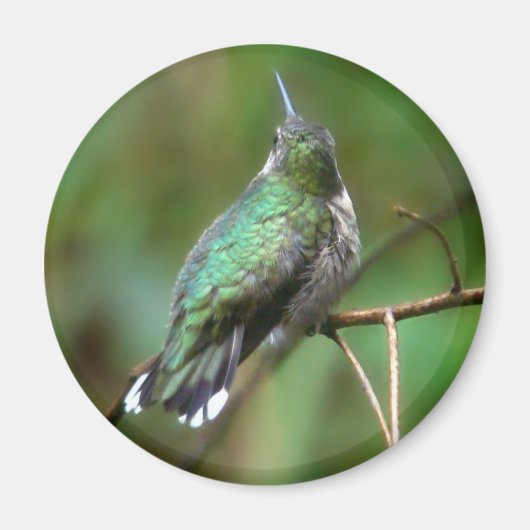 Humm, met rust magneet (Voorkant)