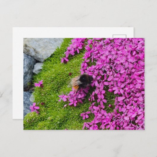 Hummel Briefkaart (Voorkant / Achterkant)