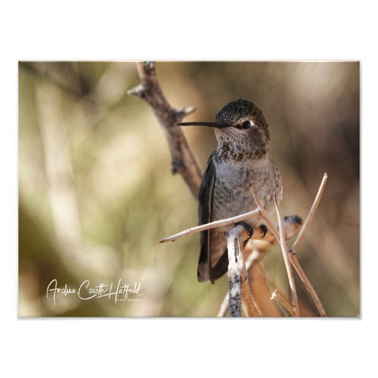 Hummer Foto Afdruk (Voorkant)