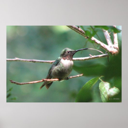 Hummer Kiss Poster (Voorkant)