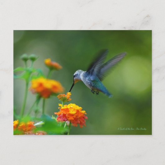 Hummer van een Hummingbird! Briefkaart (Voorkant)