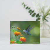 Hummer van een kolibrie! briefkaart (Staand voorkant)