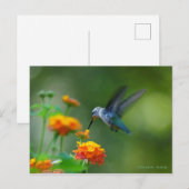 Hummer van een kolibrie! briefkaart (Voorkant / Achterkant)