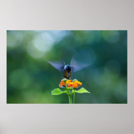 Humming Angel Wings Poster
