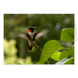 Humming Bird