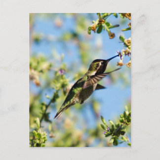 Humming Bird Briefkaart