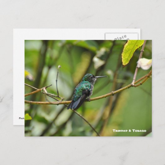 Humming Bird Briefkaart (Voorkant / Achterkant)