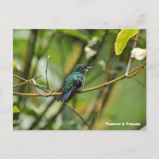 Humming Bird Briefkaart