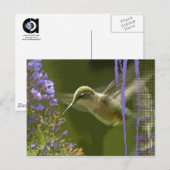 Humming Bird Harmony Briefkaart (Voorkant / Achterkant)
