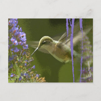 Humming Bird Harmony Briefkaart