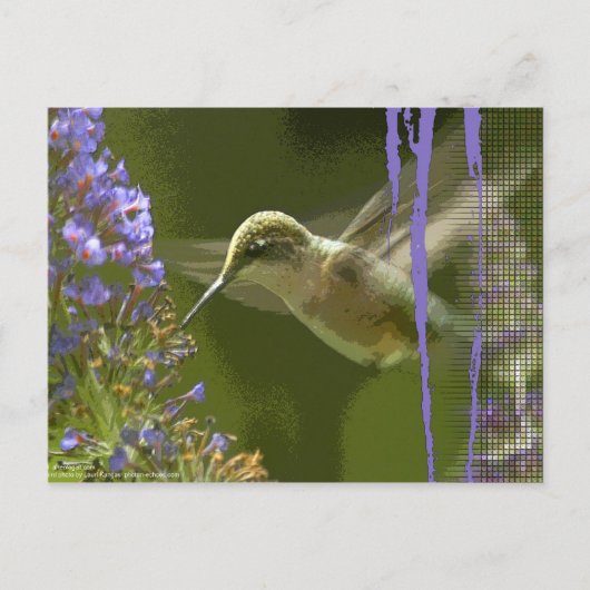 Humming Bird Harmony Briefkaart (Voorkant)