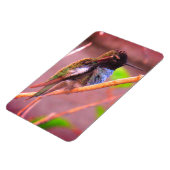 Humming Bird Magneet (Linkerzijde)
