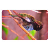 Humming Bird Magneet (Horizontaal)