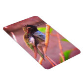 Humming Bird Magneet (Rechterzijde)