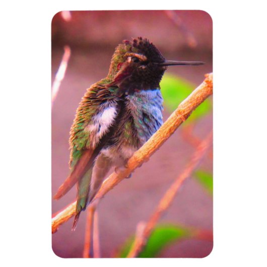Humming Bird Magneet (Verticaal)