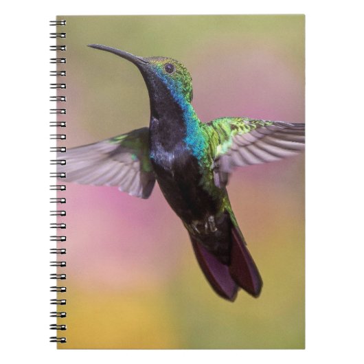 Humming Bird Notitieboek (Voorkant)